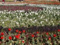 0929-1554 Floriade (1040957)